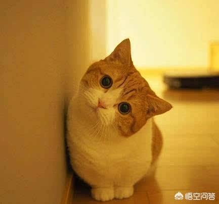 如何养胖橘猫:橘猫怎么变圆脸，橘猫可以发腮吗？