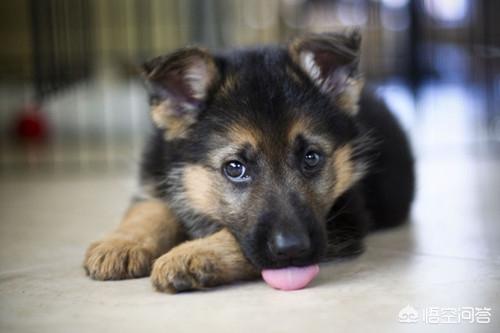 德牧图片:公的纯黑色的的德国牧羊犬有多大？如何饲养？