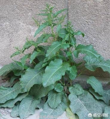 羊蹄子棵有什么营养?-百科网