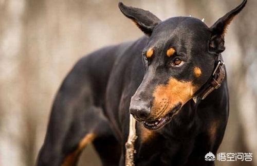 杜兵猎犬 论坛:杜宾犬掉毛严重正常吗，杜宾犬掉毛严重的原因是什么？