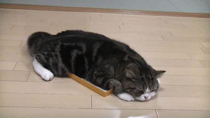 甩甩尾巴:猫咪长尾巴的作用是什么？