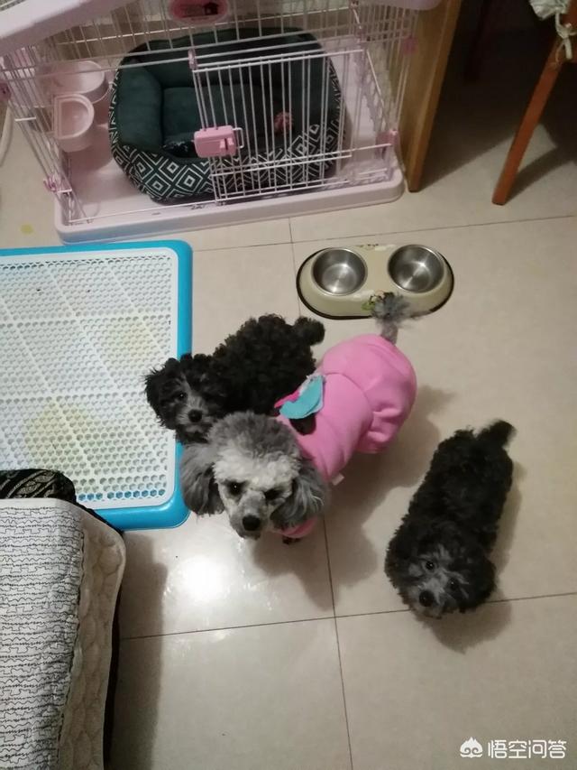母狗般的老师bt种子:第一次养狗应该注意什么？