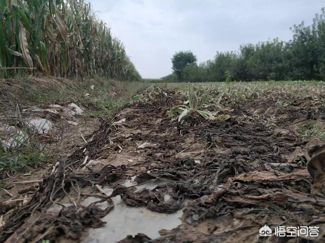 梨树园里养殖什么好:梨树地养殖什么合适 在农村家里有一片树林，用来养什么好？