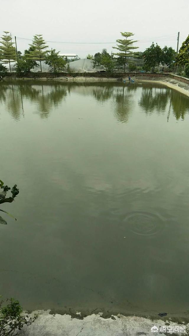 长毛鱼:水塘里养鱼为什么身上长毛？