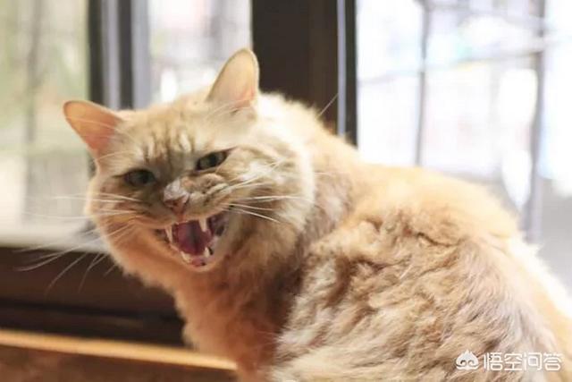 三个月猫不认主人乱咬乱抓:猫离家两个月回来后不认家，不认人，不认猫，为什么？