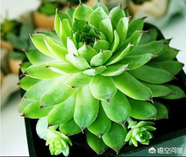 多肉大和锦根能长多粗:多肉旁边长了很小的侧芽能换盆吗？