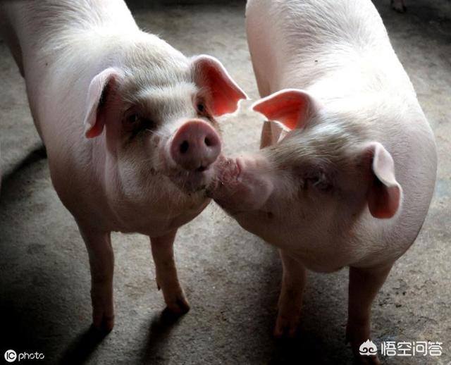 牛耳朵与猪耳朵的区别:卤猪头肉和猪耳朵颜色不一样怎么办？