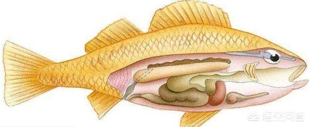 鳕鱼含有的蛋白质有多高，鱼白的营养价值及功效是什么