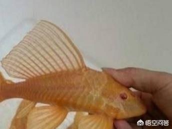 青苔鼠:金鱼跟什么吃青苔的鱼混养？