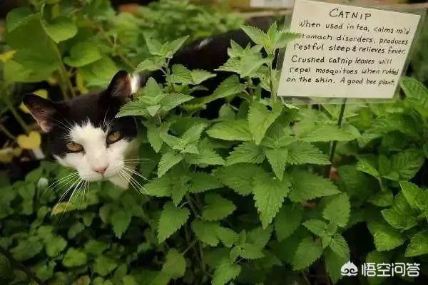 给猫猫吸的猫薄荷是什么:猫草和猫薄荷是干嘛用的？有必要给猫吃么？ 猫吸猫薄荷是什么感觉