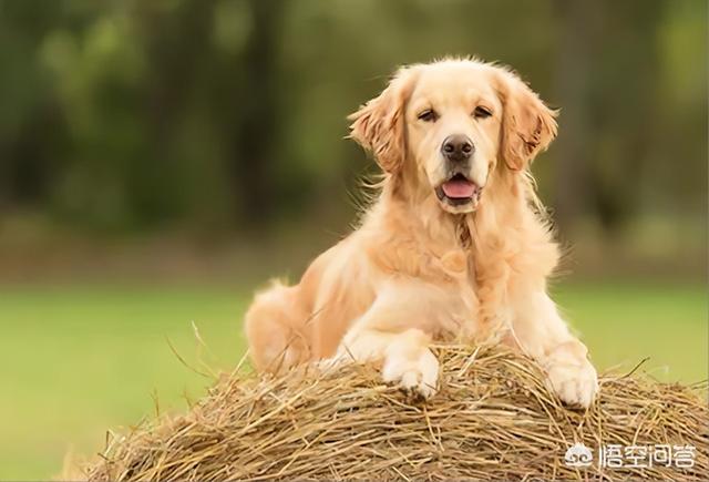 金毛幼犬图片:挑选金毛幼犬颜色深的好还是浅的好？