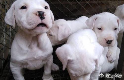 杜高论坛:哪些狗可以打得过杜高犬？为什么？
