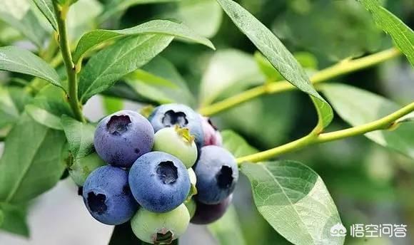 蓝莓是一种营养价值特别高的水果,5月中旬成熟,你愿意到蓝莓园中现场采摘吗？