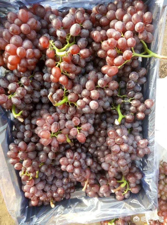 红宝石包括哪些品种,克瑞森和红宝石哪个更占优势？