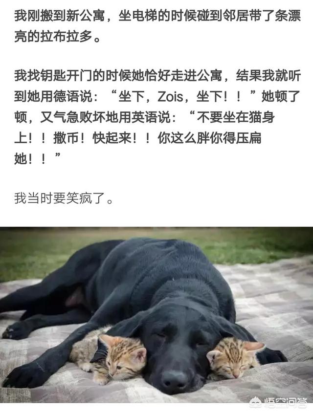 犬饲先生养狗记优酷:养狗之后，你觉得什么人最讨厌？ 电影犬饲先生养狗记免费在线观看