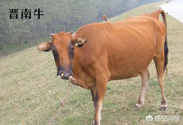 少见的奶牛品种:巴西国家产的是什么种类的牛？