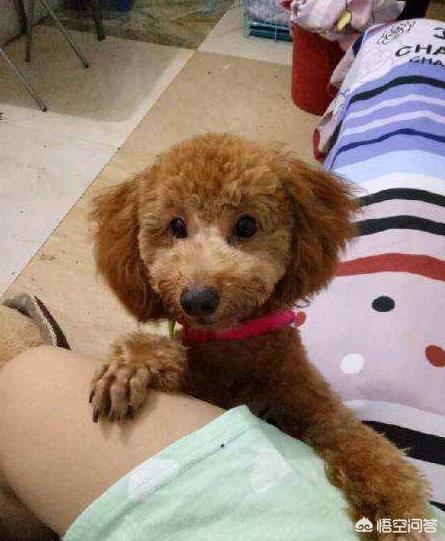 比格犬性格公泰迪绝育:公泰迪刚8个月，细小恢复中，康复后是绝育好还是娶媳妇好？