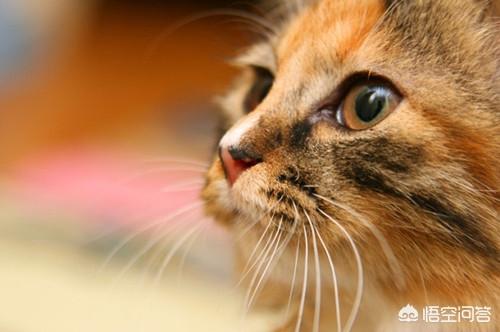 玳瑁猫 魔兽:玳瑁猫多大可以吃化毛膏，玳瑁猫有毛球症可以吃化毛膏吗？ 玳瑁猫价位