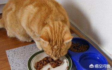 异国短毛猫 广西论坛:想养一只掉毛少，异味小一点的猫，有何建议？