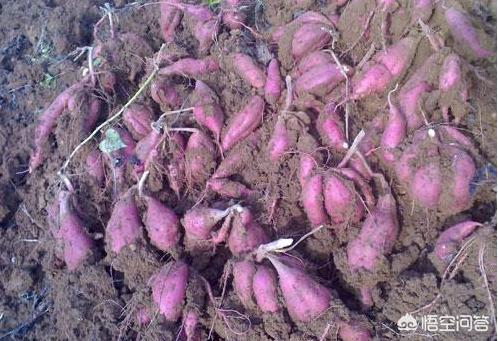 紫薯是红薯的加强进阶版吗，紫薯比红薯营养价值更高吗