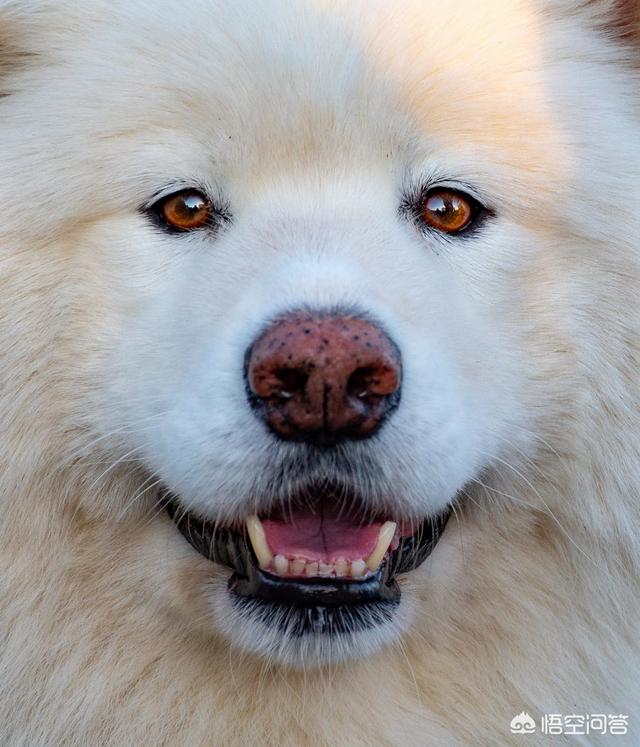 萨摩耶犬好养吗,最近想养个萨摩耶，好养吗？