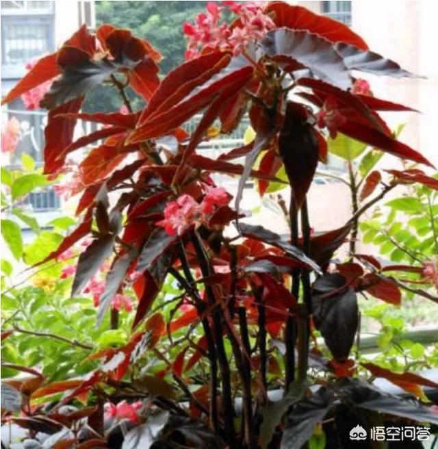 竹节秋海棠养殖方法有哪些？