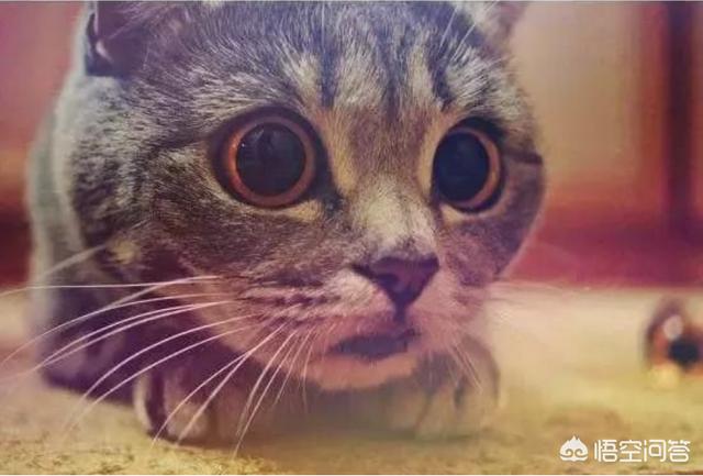 瞳孔放大意味着什么瞳孔放大图片:猫为什么好奇的时候瞳孔会变大？