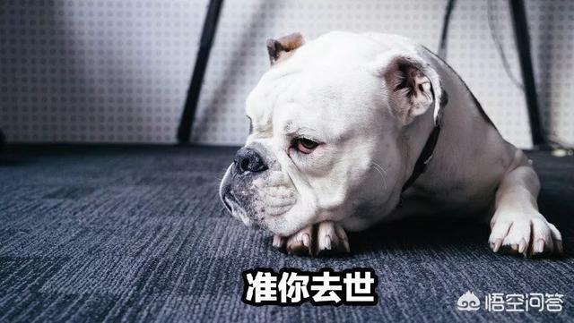 三狗组 下载:宠物是否知道谁对它最好？ 三狗组老大