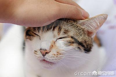 男女关系小猫一尾:家里养了一只公猫，不想给它做绝育的话，可以养个母猫陪它吗？ 男女关系小猫一尾百度云
