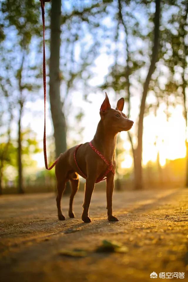 短毛小型犬推荐:想养一只无味不掉毛的小型宠物狗，有什么推荐吗？