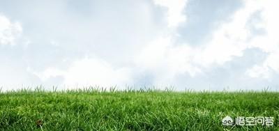 天然的牧草有哪些,现在的种草养羊到底是不是骗局呢？