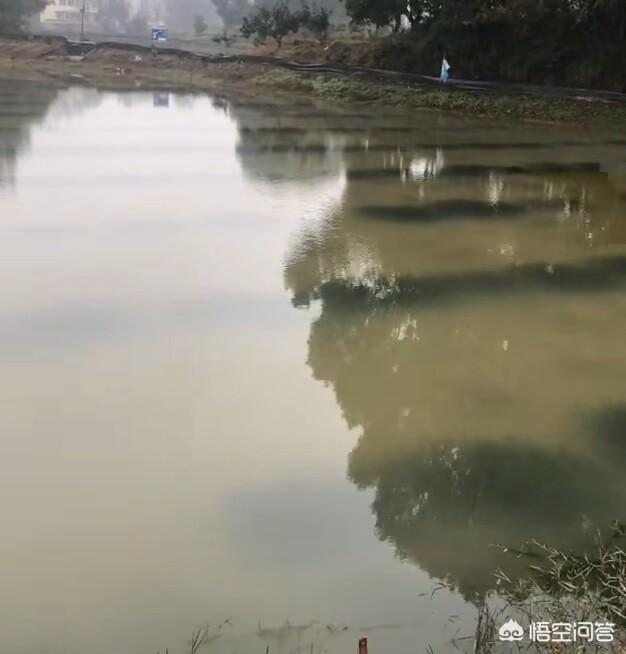 大水榕长出水面:如何保证伊乐藻生长良好？