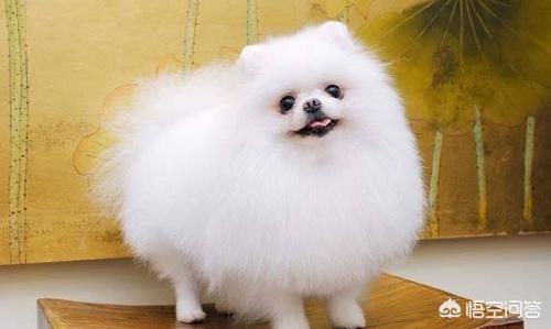 狗感冒了吃什么药:狗感冒了吃什么药,人吃的行吗 宠物狗感冒了吃什么药，狗感冒了吃什么药？