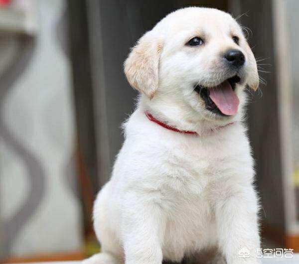 赛维洛犬菌清好不好:狗狗可以天天吃“益生菌”吗？对狗狗的成长，会不会有什么影响？ 赛维洛犬菌清真的有用吗