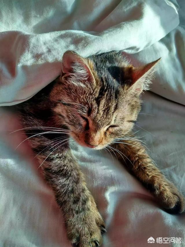 豹猫图片:德国现役防空导弹是什么？