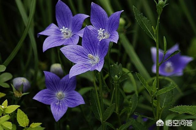 头条问答 桔梗花栽种有哪些技巧 8个回答