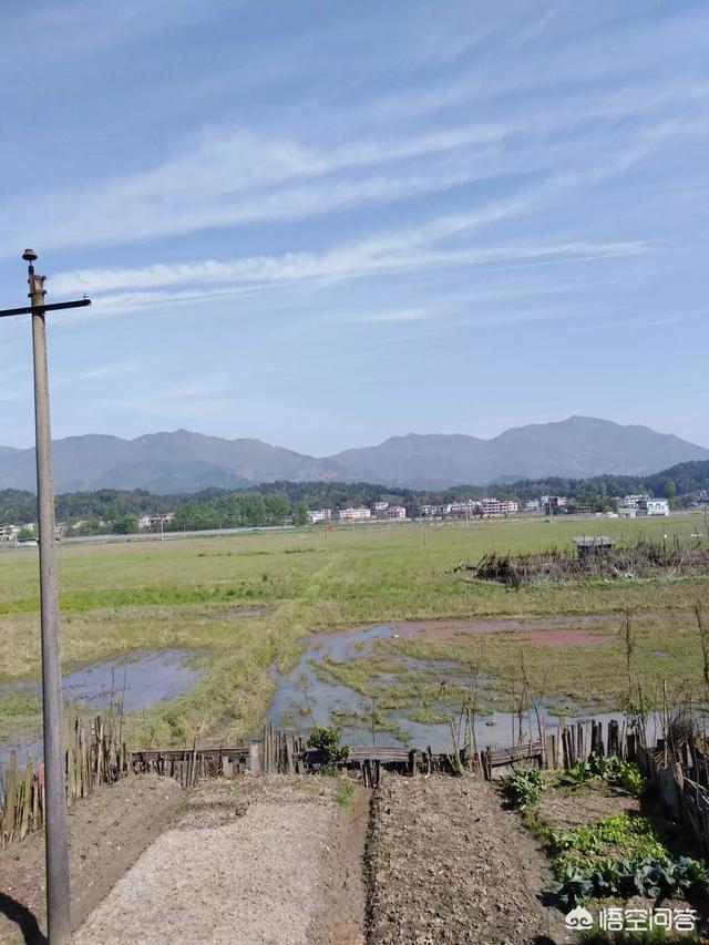 齐岳古藤茶,五一假期，你会去农村看田野风光吗？