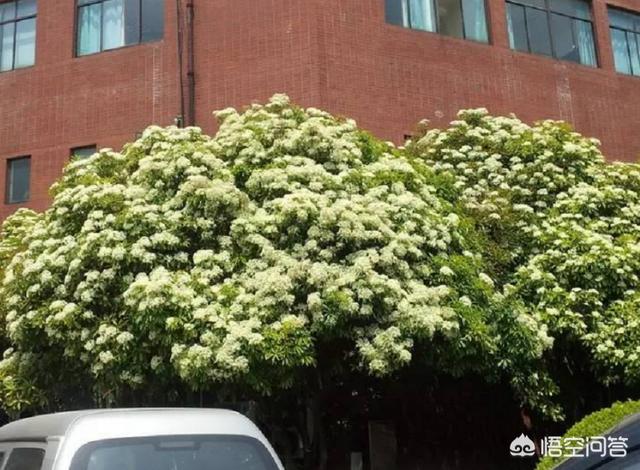 石楠花:请问各位，石楠花会流蜜吗？为什么？