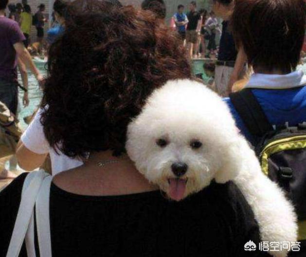比熊图片:饲养比熊犬，有什么事情是主人要做好的呢？