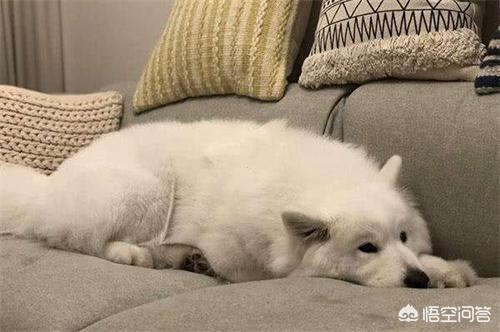 萨摩耶图片:萨摩耶刚换新家都不吃东西怎么办，狗换环境不吃东西怎么办？