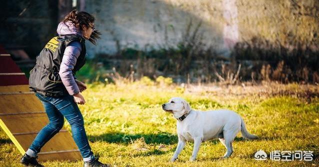 拉布拉多犬训练方法:训练拉布拉多犬的时候，要注意什么？