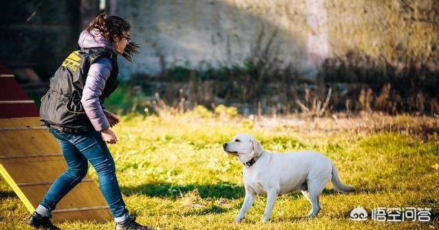 拉不拉多狗怎么训练:训练拉布拉多犬的时候，要注意什么？