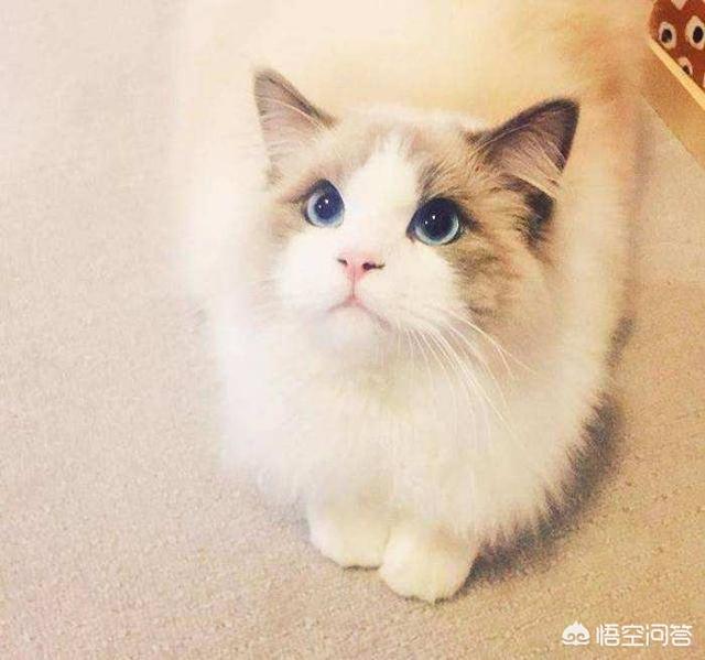 贝生吉犬是种好奇心很旺盛的狗:12星座对应的狗狗是哪些？
