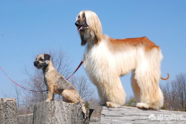 贝生吉犬是种好奇心很旺盛的狗:12星座对应的狗狗是哪些？