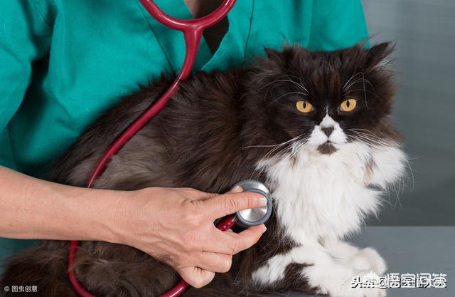 婴儿猫癣初期症状图片:猫藓一直不好怎么办，猫藓可以点白醋吗？