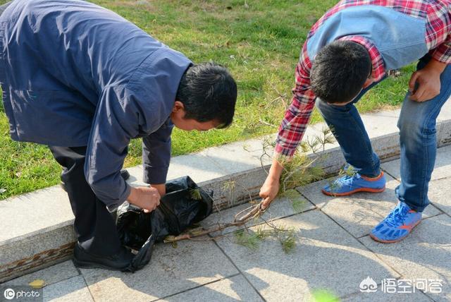 乌梢蛇有毒吗，农村老人说有一种蛇会在庄稼上面飞跑，这是什么蛇，有毒吗