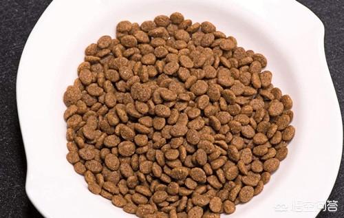 日本银狐犬 吃生肉:四个月猎犬可以吃生肉吗？
