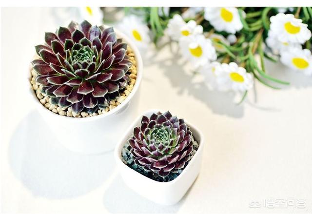 紫牡丹是长生草属吗:请问芍药和牡丹几月种植最佳？