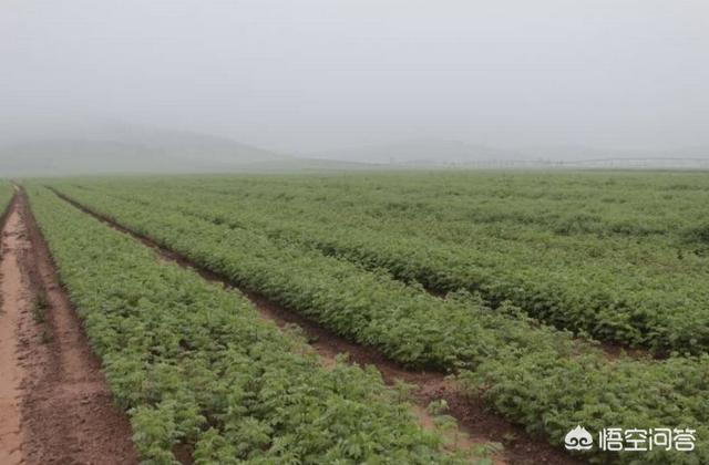 2022年种哪些药材能赚钱，我看有些人种植中草药，一年赚几十万，他们是怎样做到的