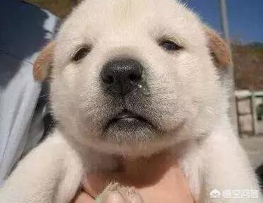 狗发烧的症状鼻头凉:狗发烧为什么耳朵凉 狗狗生病前一般有什么症状？